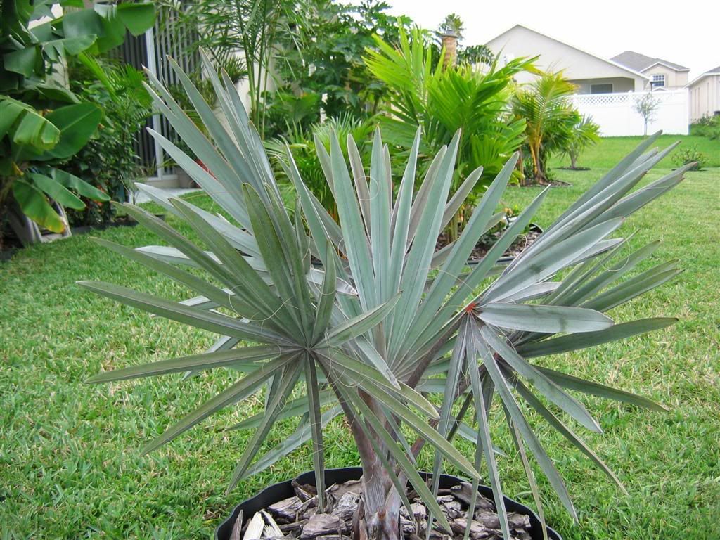 My zone 9B garden DISCUSSING PALM TREES WORLDWIDE PalmTalk